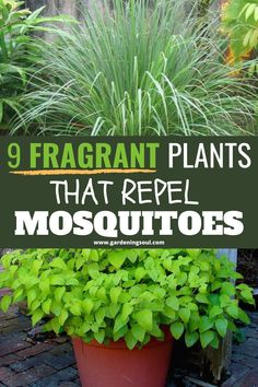 a potted plant with the words 9 fragrant plants that repel mosquitoes