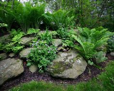 a rock garden with ferns and other plants