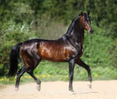 a brown horse running across a dirt road next to green bushes and trees in the background