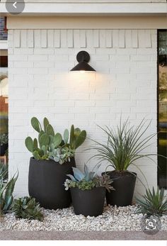 some plants that are sitting in front of a building