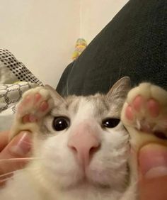 a close up of a person petting a cat's paw with one hand