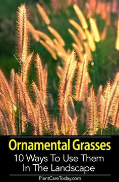 grass with the words ornamental grasses 10 ways to use them in the landscape