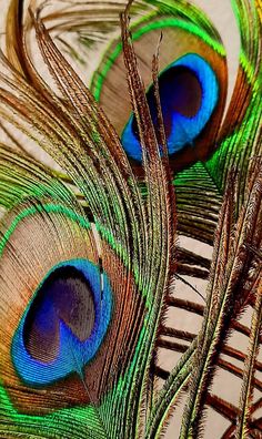 two peacock feathers with their tails spread out