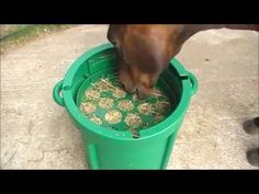 a dog eating out of a green trash can