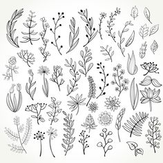 a bunch of different flowers and plants drawn in ink on white paper with black lines