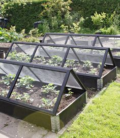 several raised garden beds with plants growing in them