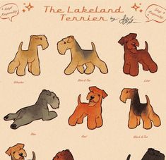 the lakeland terrier by gift is shown in various colors and sizes, including brown, black, gray, red, orange