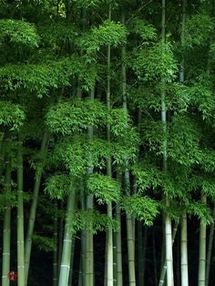 many tall bamboo trees with green leaves