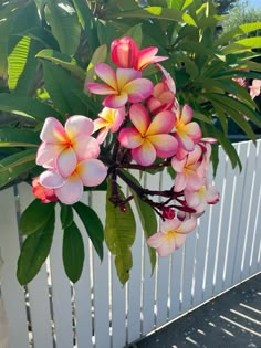 pink and yellow flowers are growing on the side of a white fence