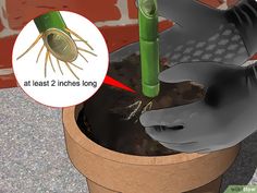 a potted plant with a bug crawling in it and an image of a green bamboo stick sticking out of the top