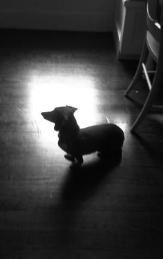 a small dog sitting on top of a hard wood floor