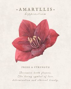 a red flower on a white background with the words amarlylis written below it