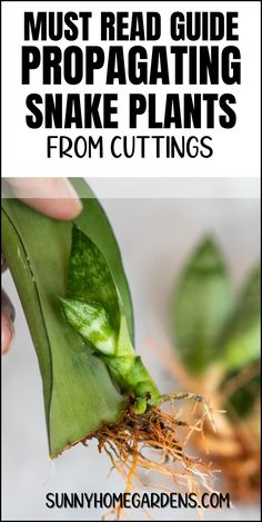 DIY your way to a larger plant collection with snake plant propagation. This guide details both water and soil methods, helping you choose the best way to grow your plants indoors. Propagate Snake Plant, Snake Plant Decor, Grafting Plants, Landscape Curbing