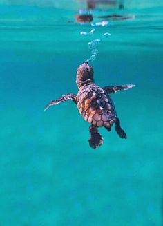 a baby turtle swimming in the ocean