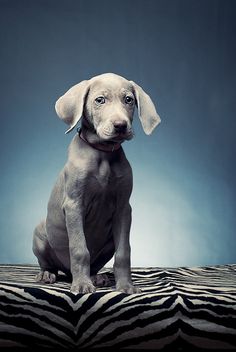 a small dog sitting on top of a zebra print blanket in front of a blue background