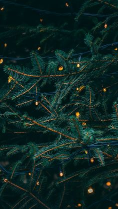 the branches of a christmas tree are lit up with lights