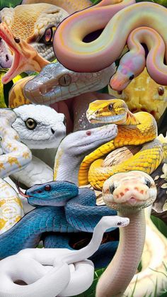 many different colored snakes and other animals in the grass with one snake on its head