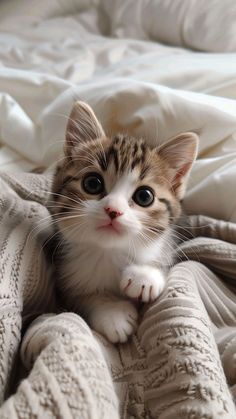 a small kitten sitting on top of a blanket