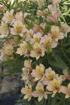 pink and yellow flowers are blooming in the garden