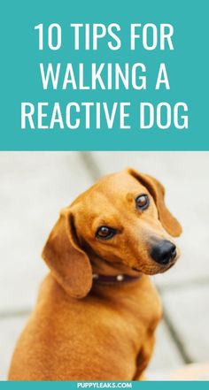 a brown dog with the words 10 tips for walking a reactive dog