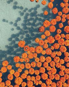 an aerial view of many orange flowers