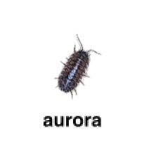 an image of a bed bug with the word aurora on it's back side