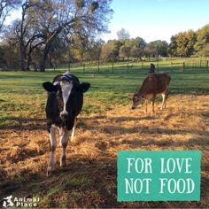 two cows in a field with the words for love not food