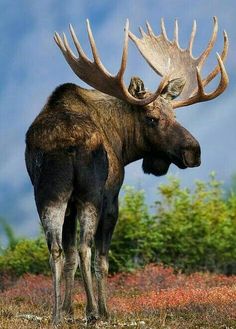 a large moose standing on top of a grass covered field