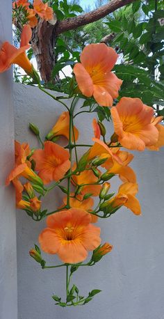 orange flowers growing on the side of a white wall