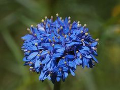 a blue flower with green leaves in the background