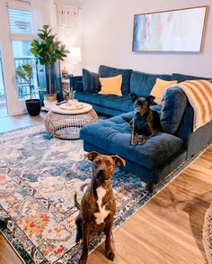 two dogs sitting on a blue couch in a living room