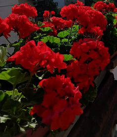 red geranias in a window box with green leaves