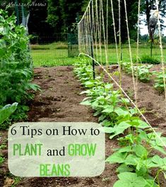 a garden with plants growing in it and the words 6 tips on how to plant and grow beans