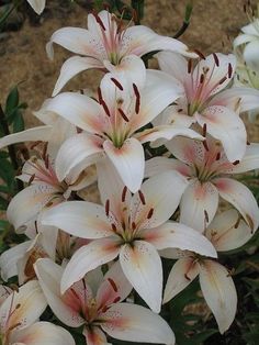 white and red flowers are blooming in the garden