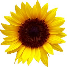 a large yellow sunflower on a white background