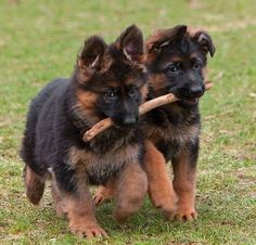 German Shepherd Branch Manager German Shep, Baby Dogs, Beautiful Dogs, Dog Pictures