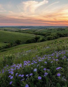 the sun is setting over an open field with wildflowers