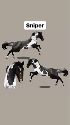 three black and white horses are running in the same direction