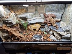 a fish tank filled with rocks and plants