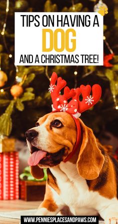 Tips on Having a Dog AND a Christmas Tree! Dog And Christmas Tree, How To Split, Training Your Dog, Helpful Tips, The Tree