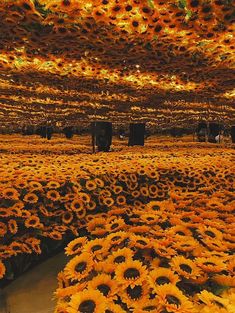 many sunflowers are growing in the field