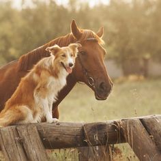 a brown horse standing next to a white dog