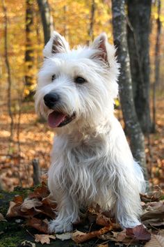 a small white dog sitting on top of leaves in the woods with trees behind it