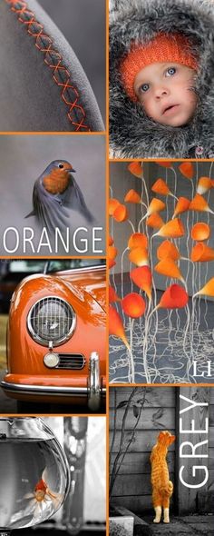 an orange collage with pictures of cars and animals