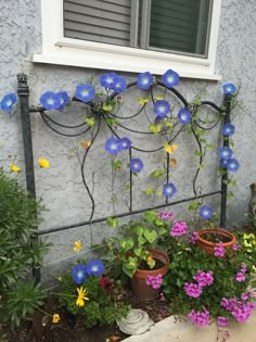 blue flowers are growing on the side of a building near potted plants and pots