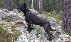 a large black dog standing on top of a lush green forest covered in white snow