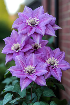 Clematis Flower Designs Garden Designs, Creative Ideas, Timeless Beauty