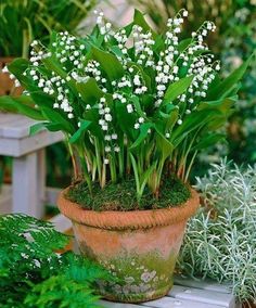 a potted plant with white flowers in it