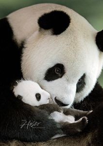 a panda bear holding its baby in it's arms