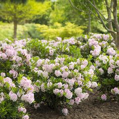 pink flowers are blooming on the ground in front of some green trees and bushes